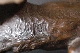 JAPANESE BRONZE TIGER 19th signed 27.5*58 cm. foto 5