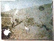 RUSSO ARMY 2