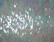 ÜVEGMOZAIK 209